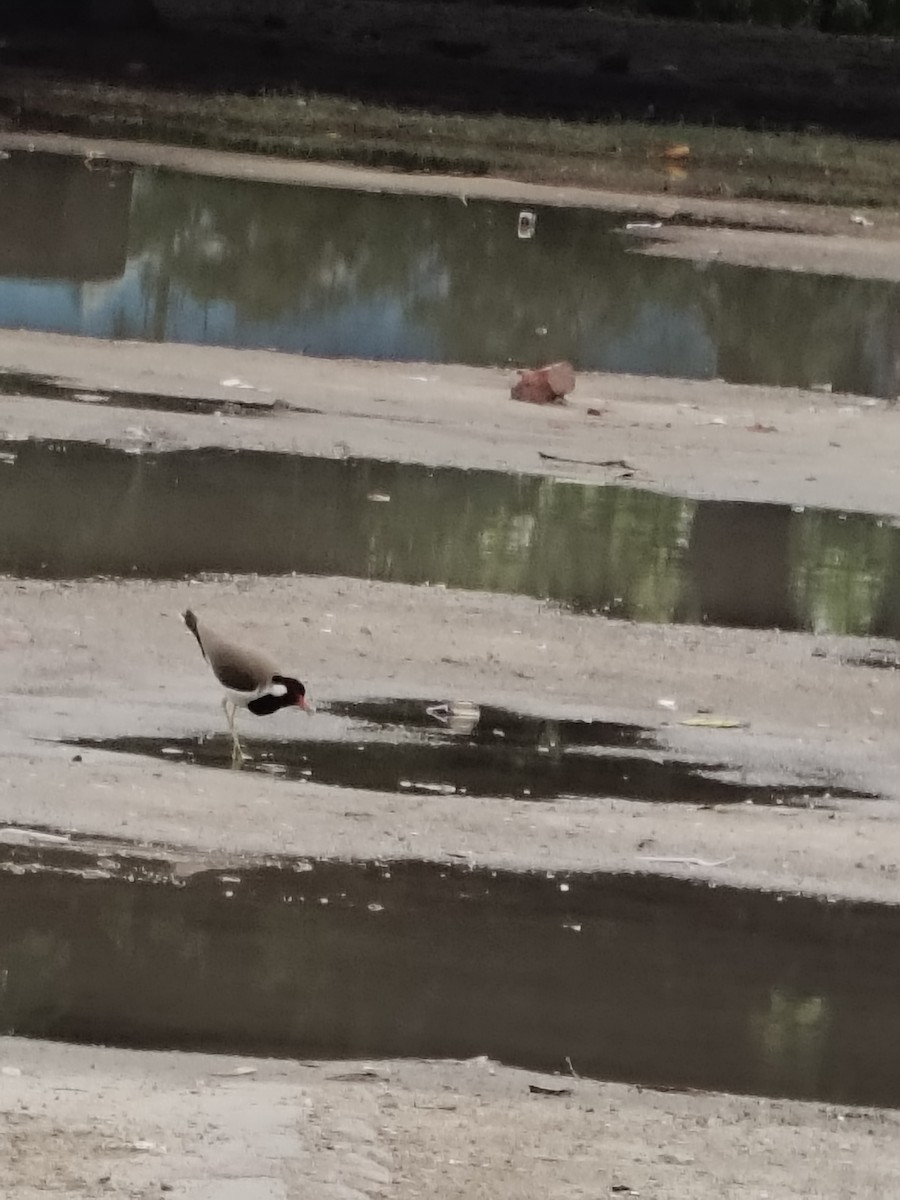 Red-wattled Lapwing - ML636326103