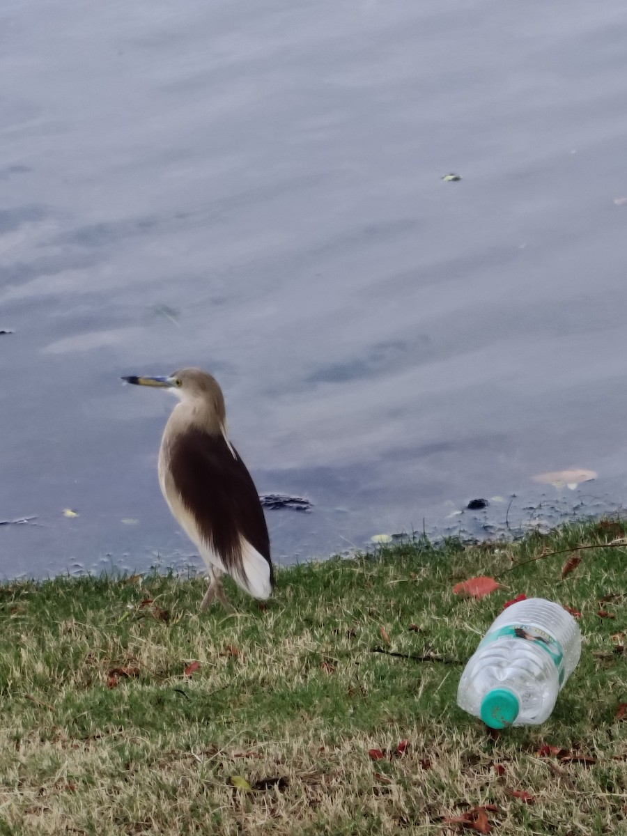 Indian Pond-Heron - ML636326111