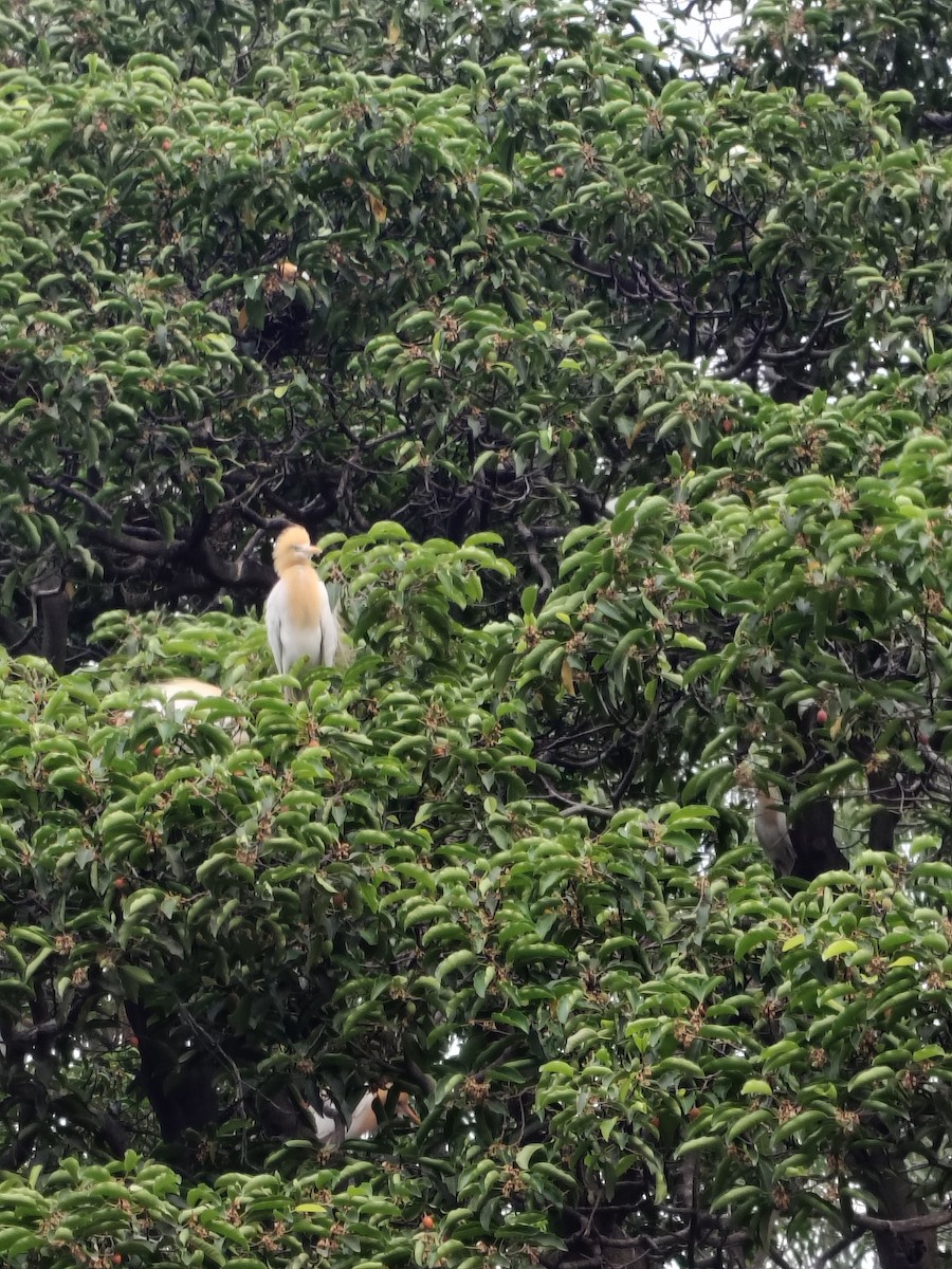 Eastern Cattle-Egret - ML636326138