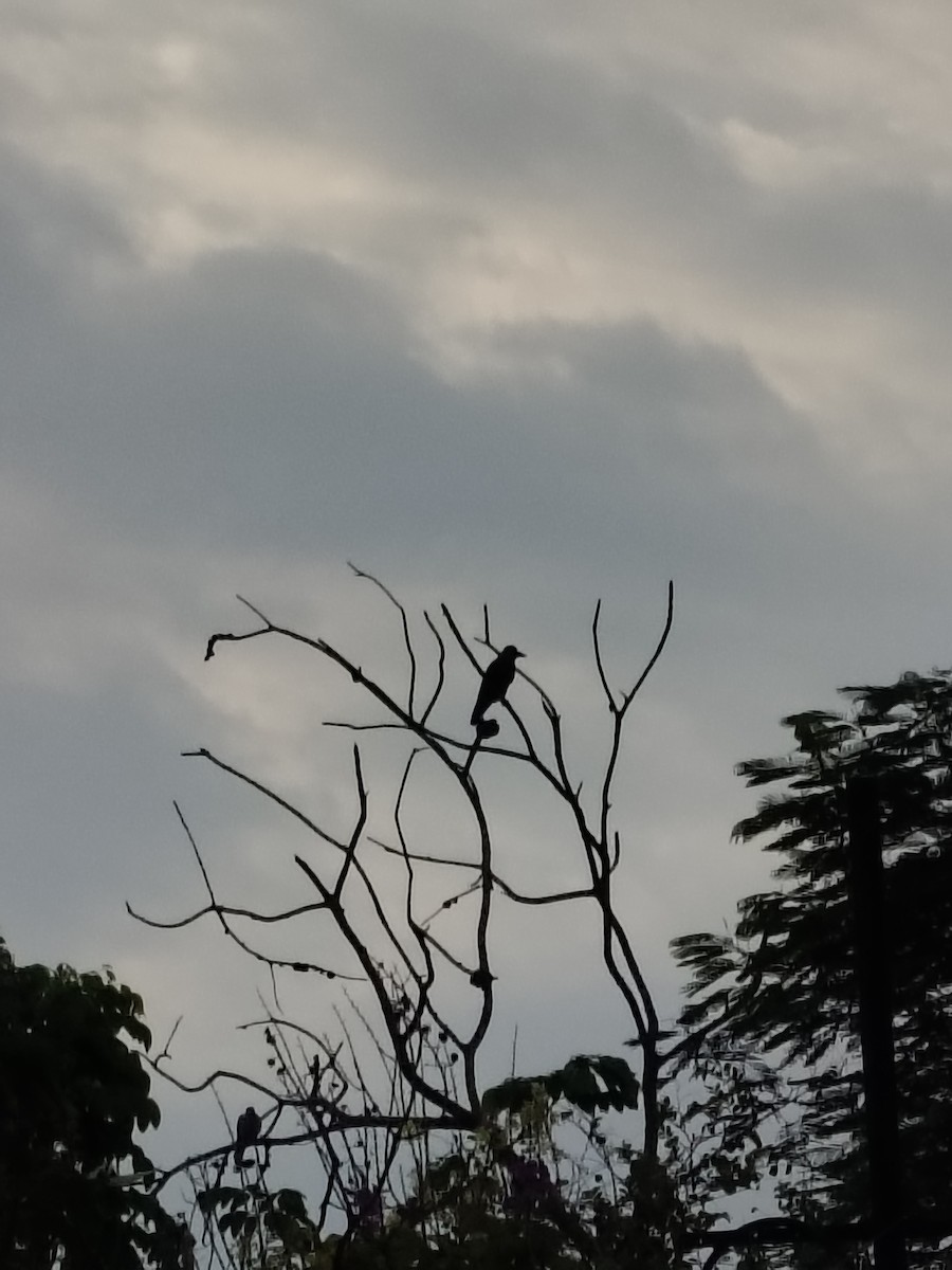 House Crow - ML636326174