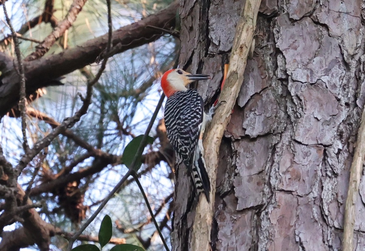 Red-bellied Woodpecker - ML636326192