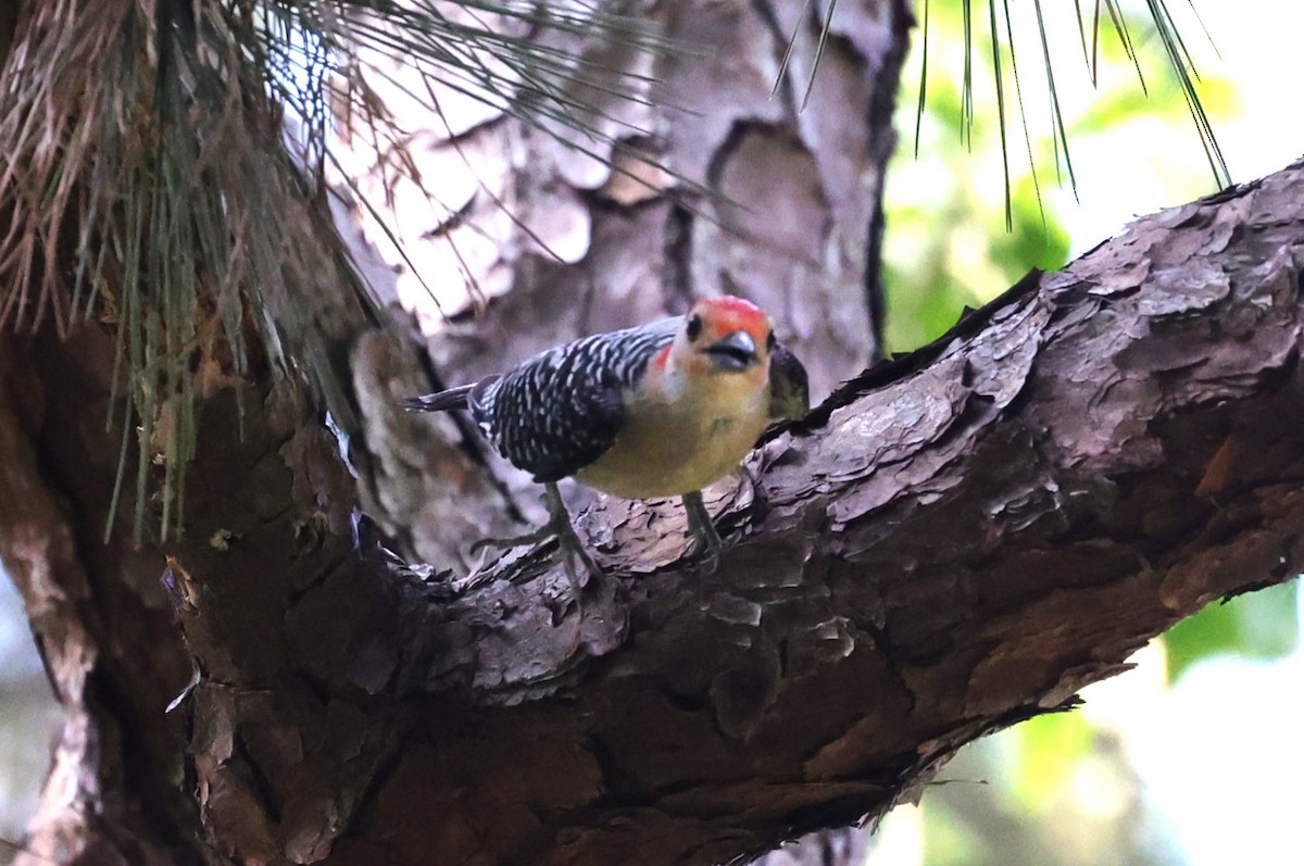 Red-bellied Woodpecker - ML636326193