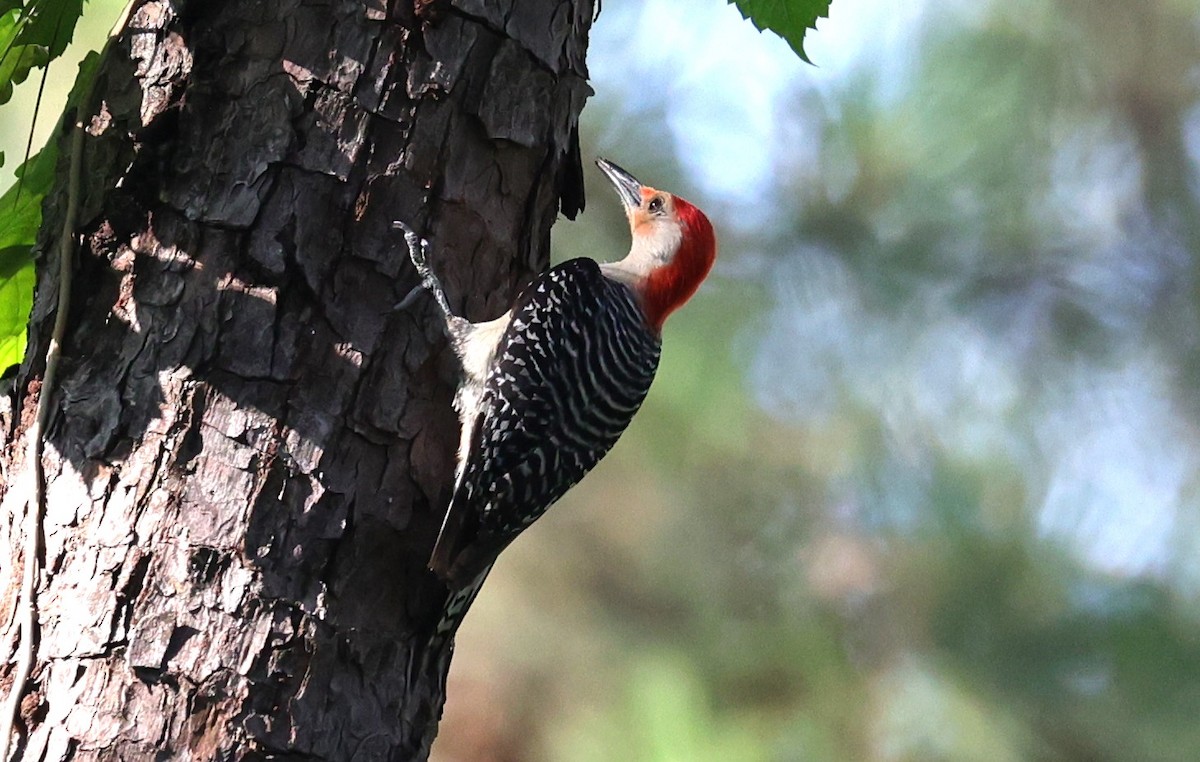 Red-bellied Woodpecker - ML636326194