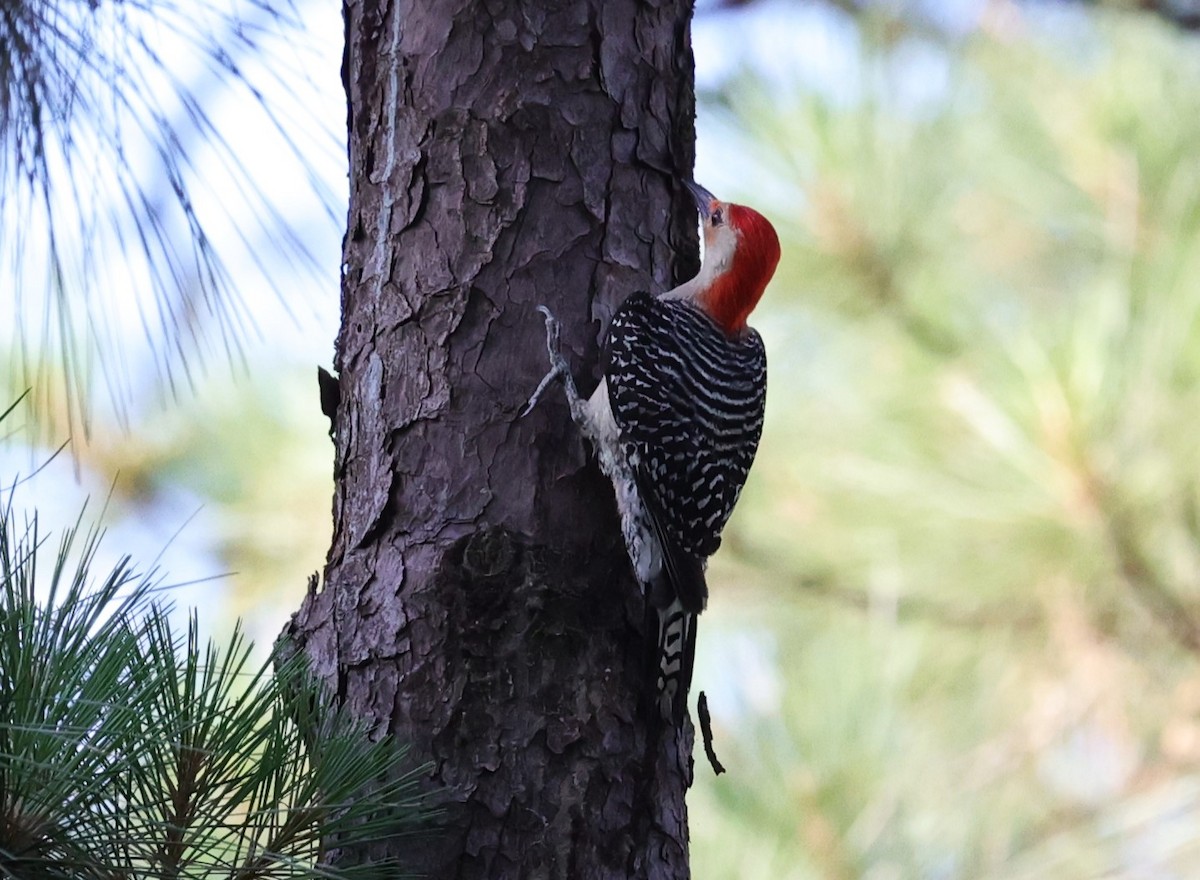 Red-bellied Woodpecker - ML636326195