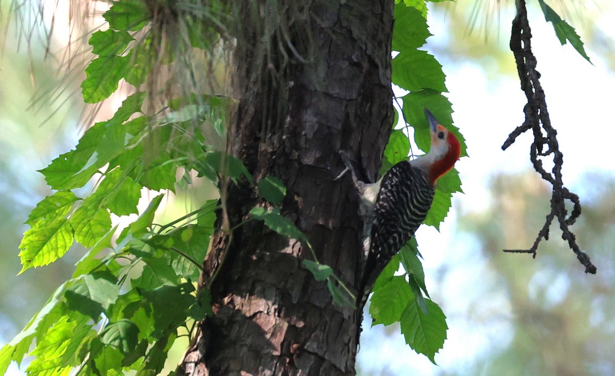 Red-bellied Woodpecker - ML636326196