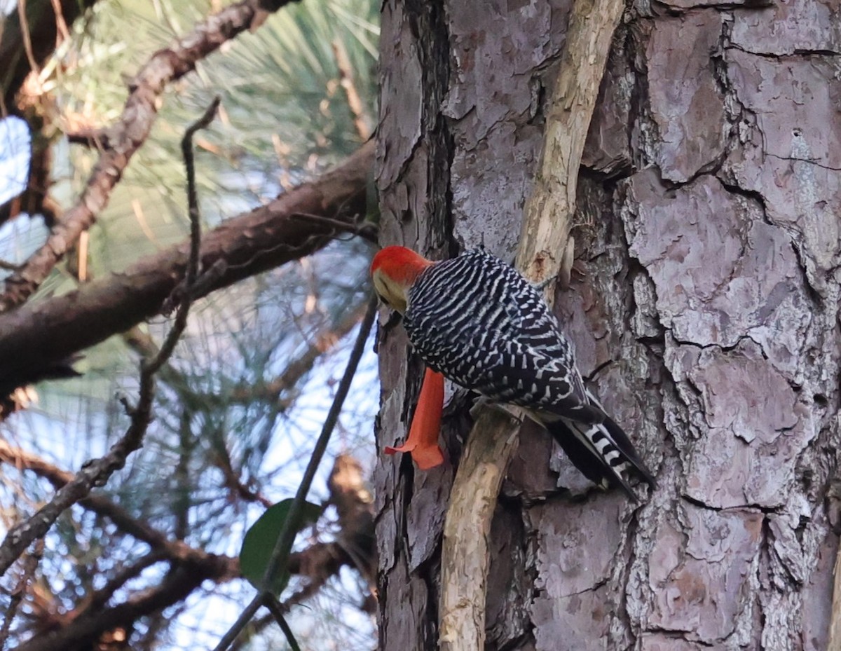 Red-bellied Woodpecker - ML636326197