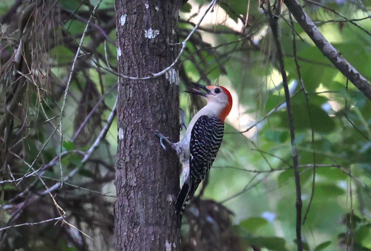 Red-bellied Woodpecker - ML636326198
