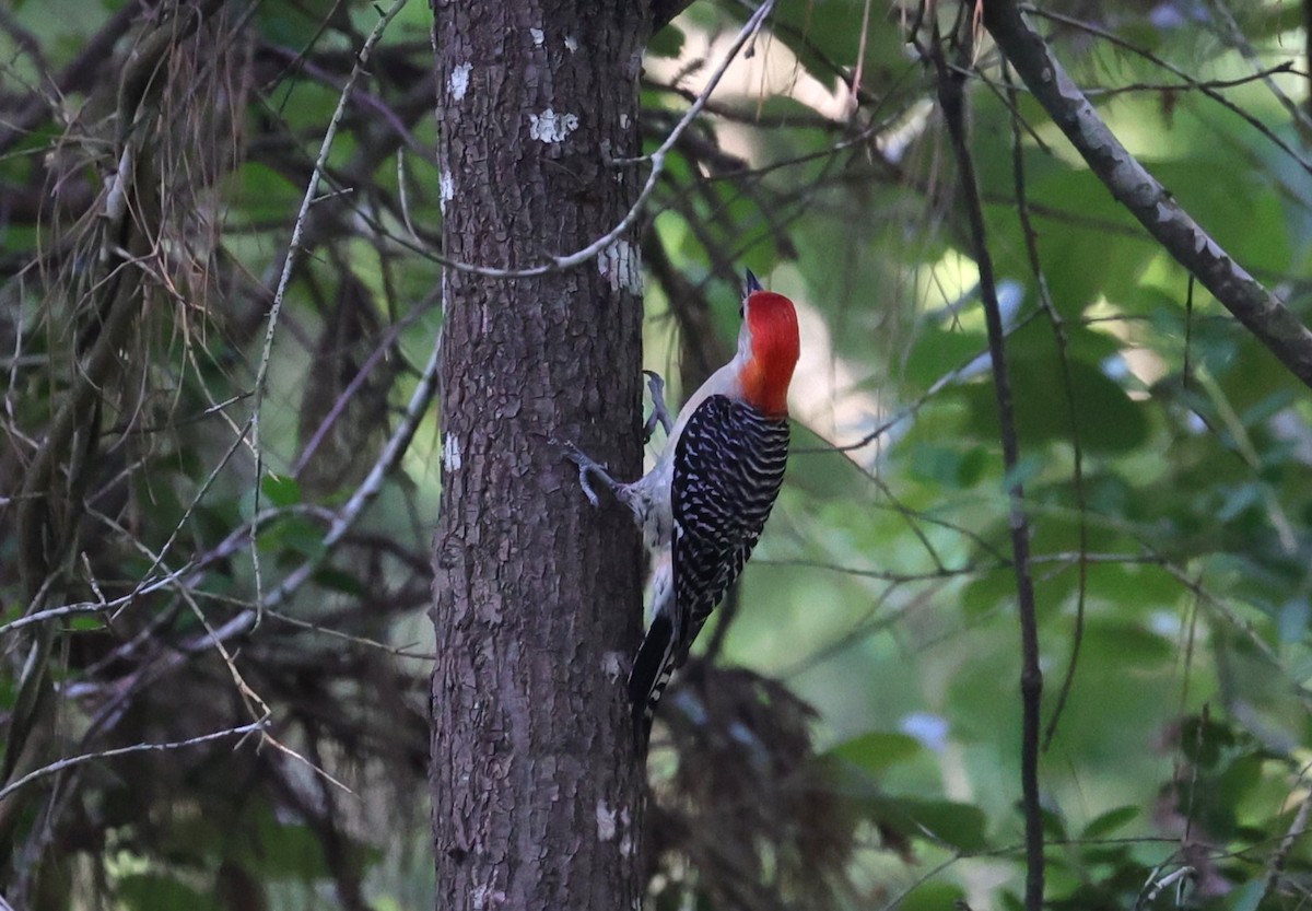 Red-bellied Woodpecker - ML636326199