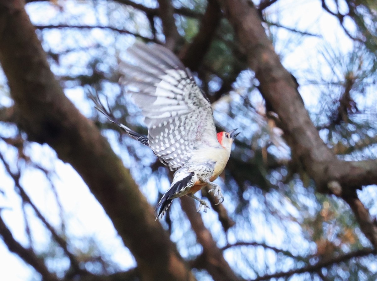 Red-bellied Woodpecker - ML636326200