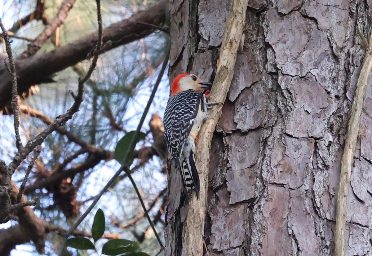 Red-bellied Woodpecker - ML636326201