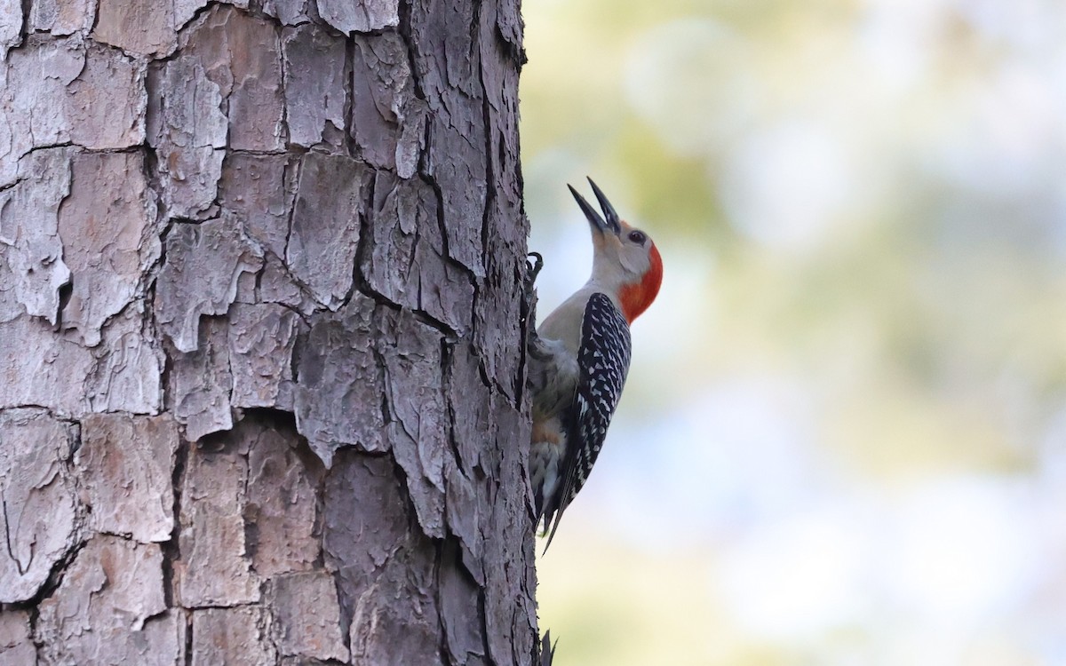 Red-bellied Woodpecker - ML636326202