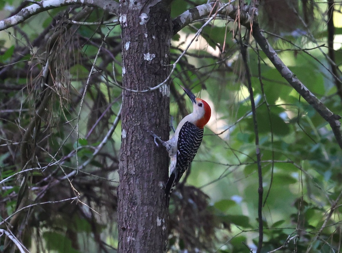 Red-bellied Woodpecker - ML636326203