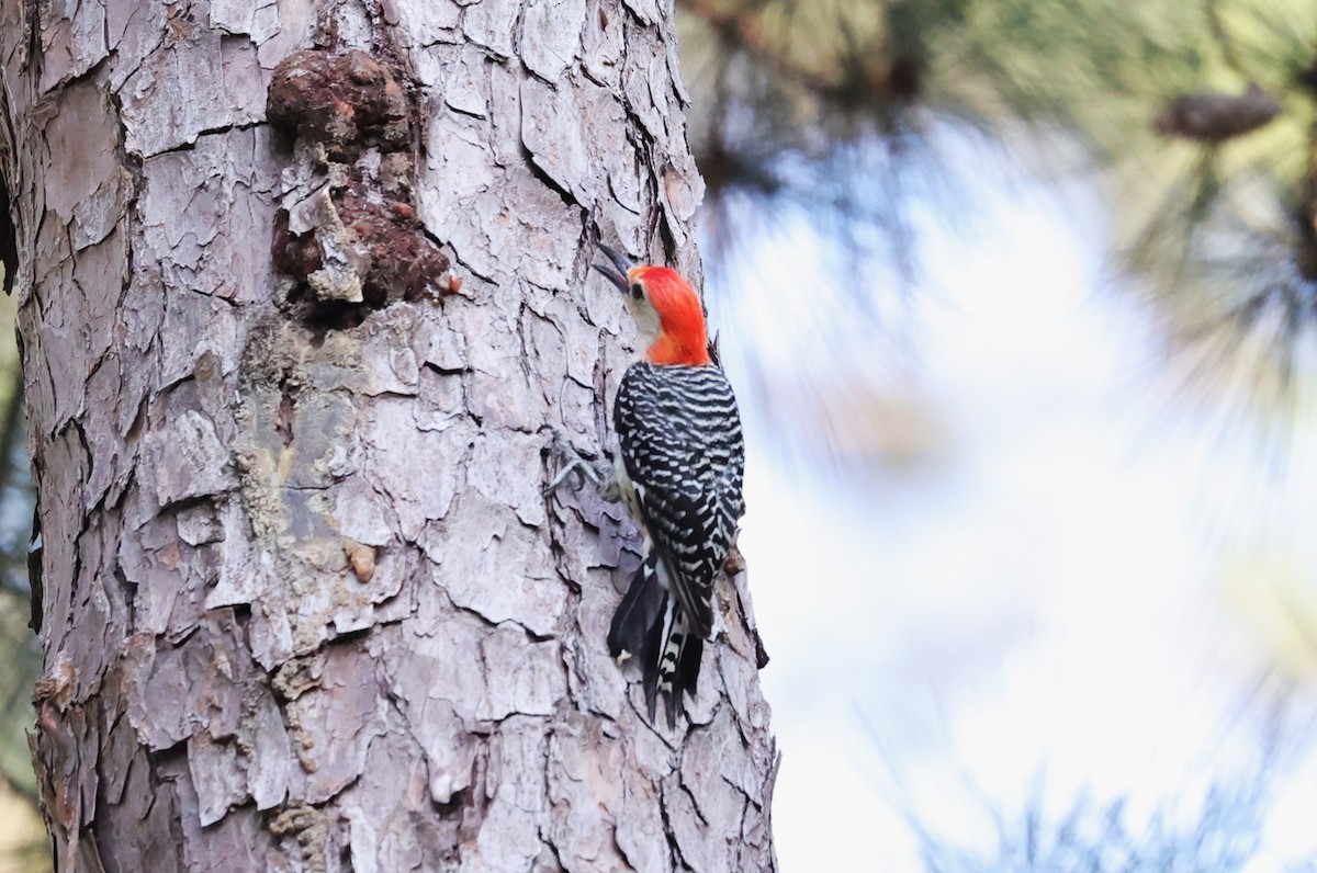 Red-bellied Woodpecker - ML636326204