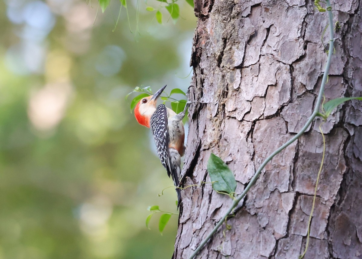 Red-bellied Woodpecker - ML636326205