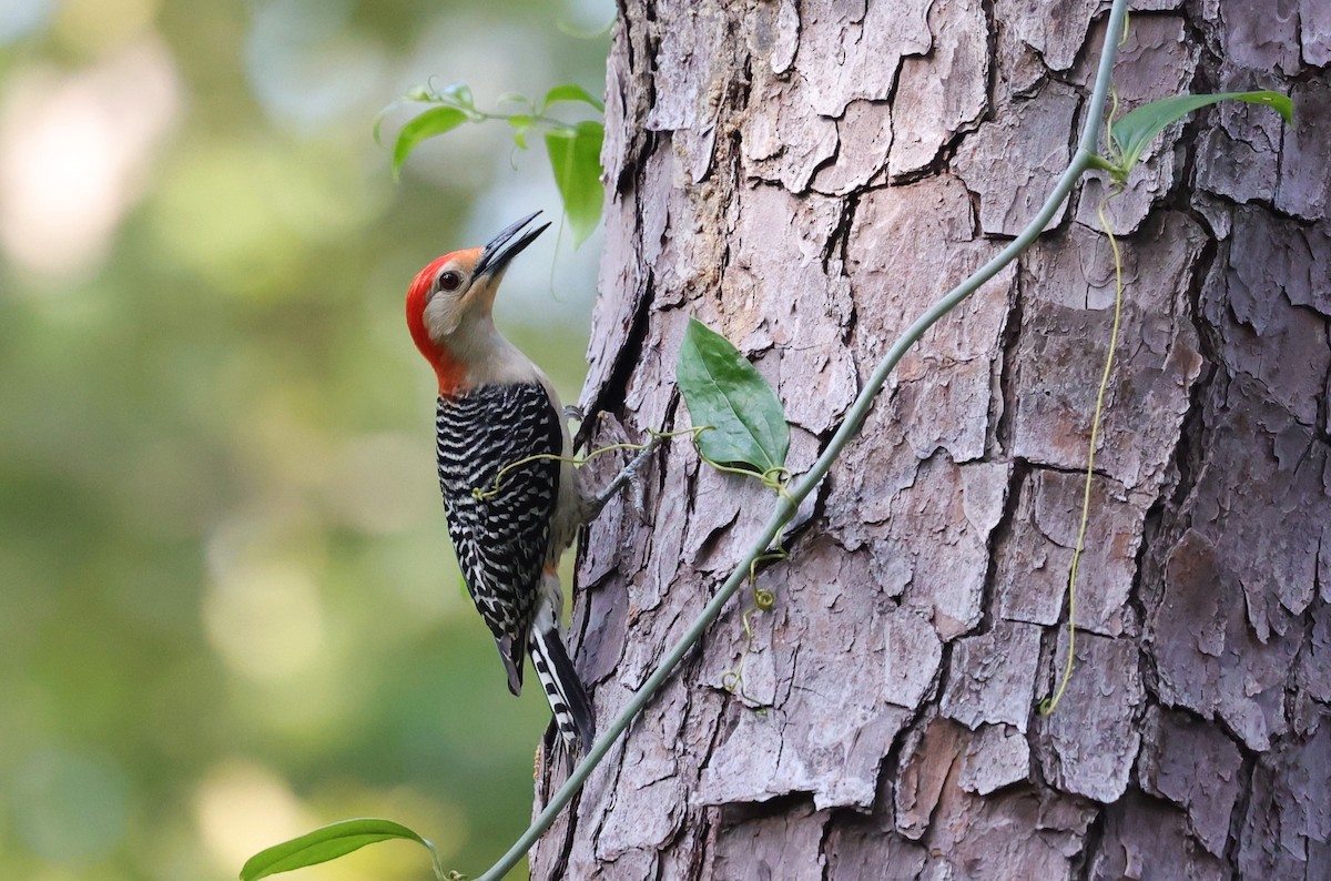 Red-bellied Woodpecker - ML636326206