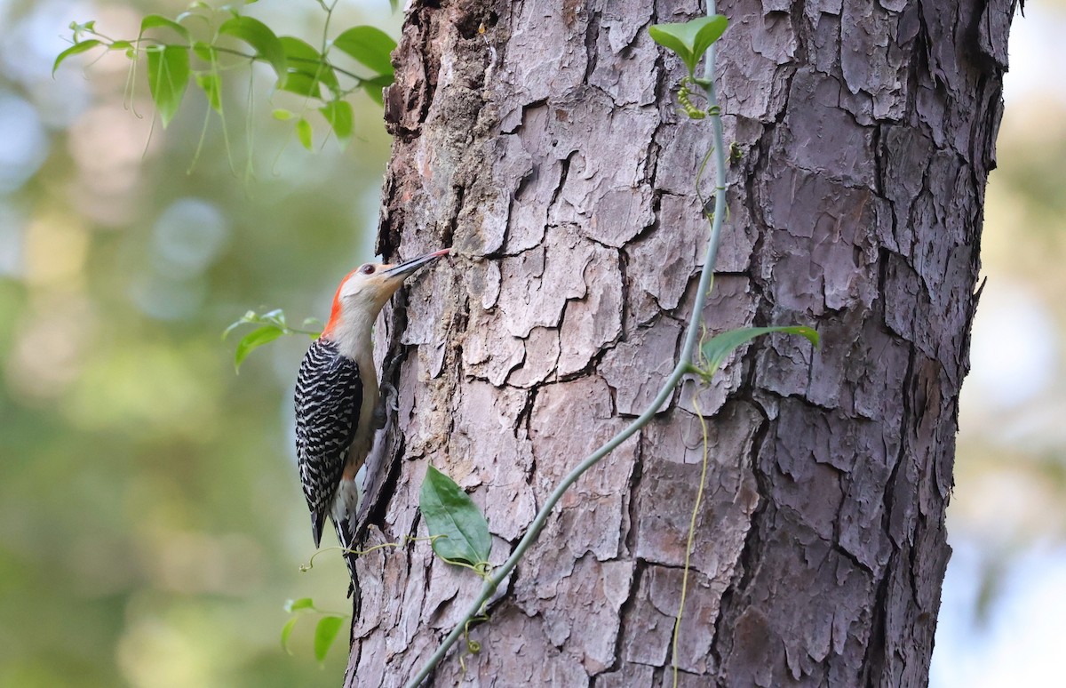 Red-bellied Woodpecker - ML636326207