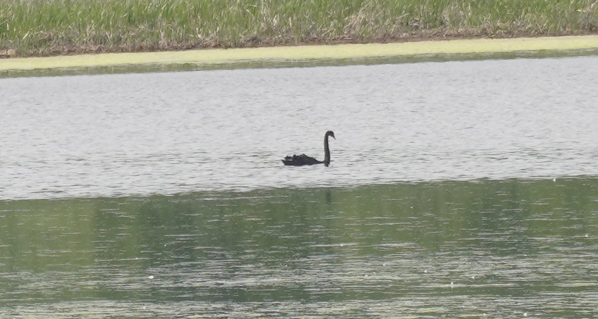Black Swan - ML636326277