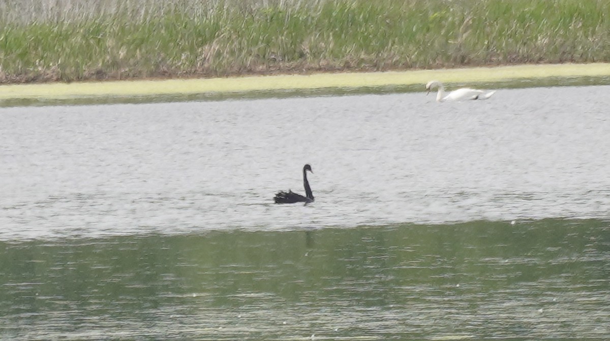 Black Swan - ML636326278