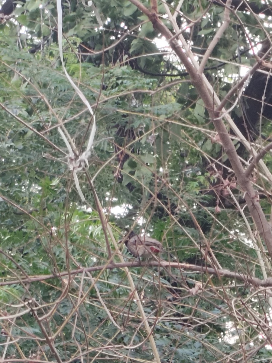 Red-vented Bulbul - ML636326319
