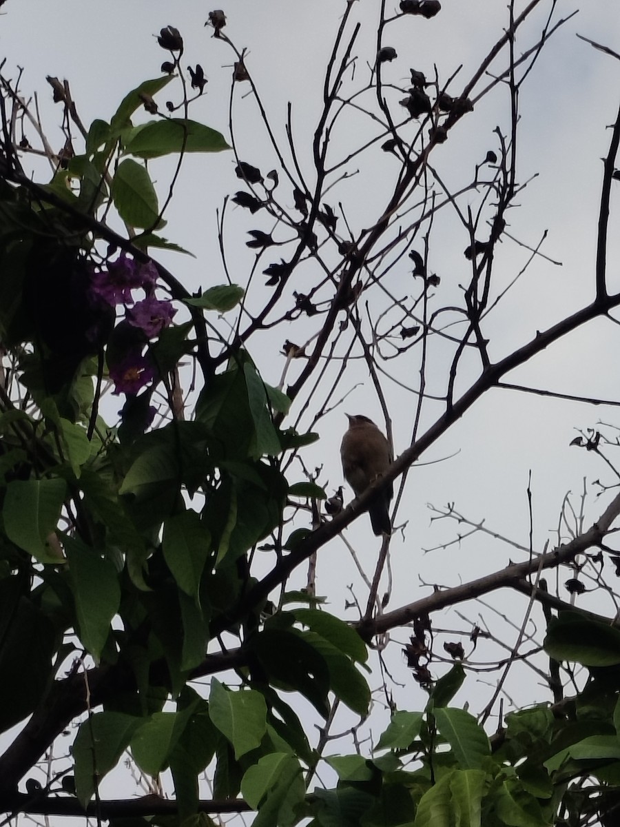 Brahminy Starling - ML636326328