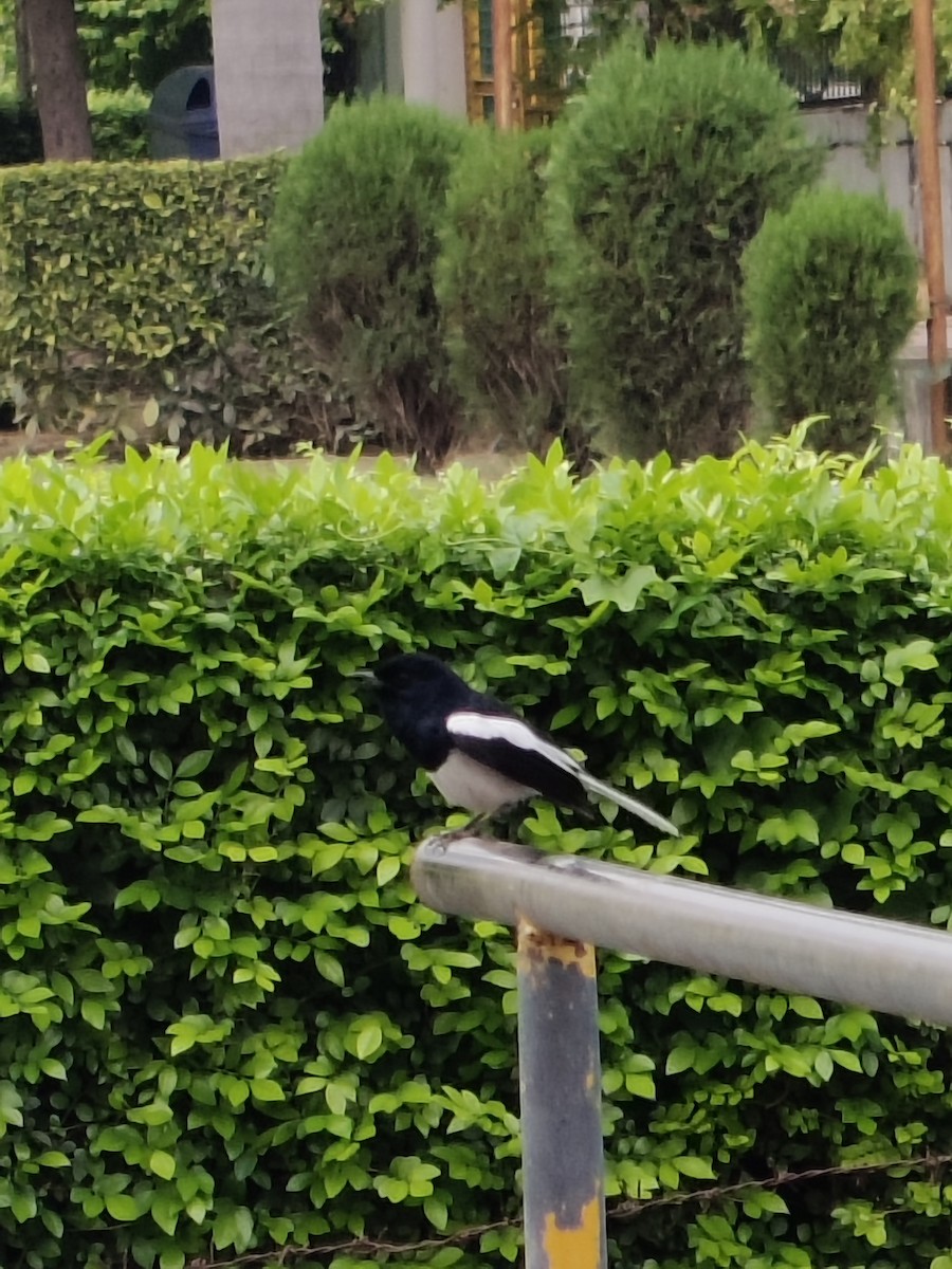 Oriental Magpie-Robin - ML636326346