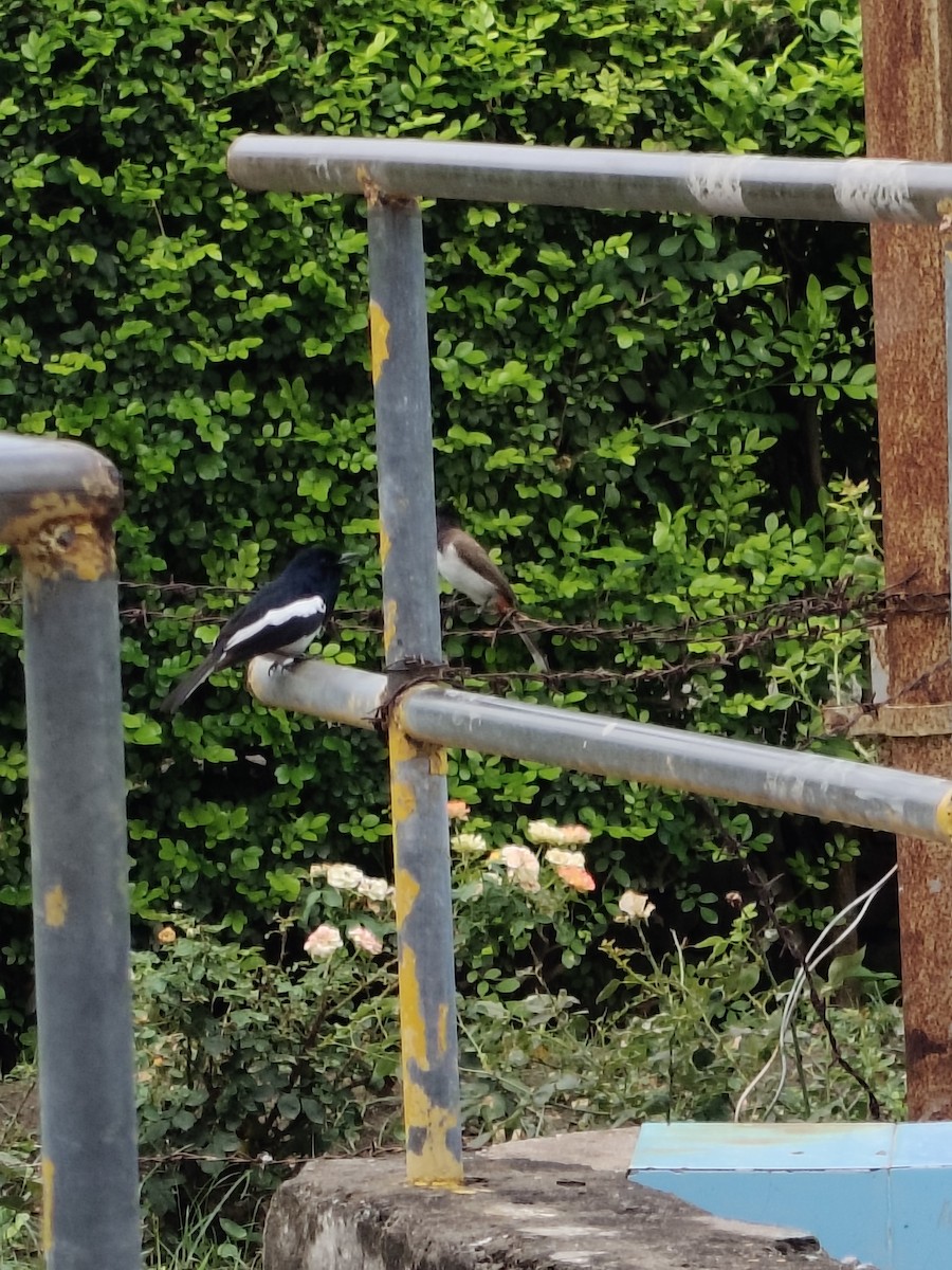 Oriental Magpie-Robin - ML636326347