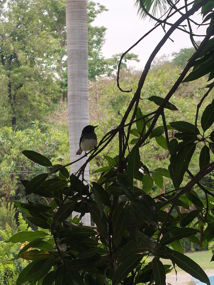 Oriental Magpie-Robin - ML636326348