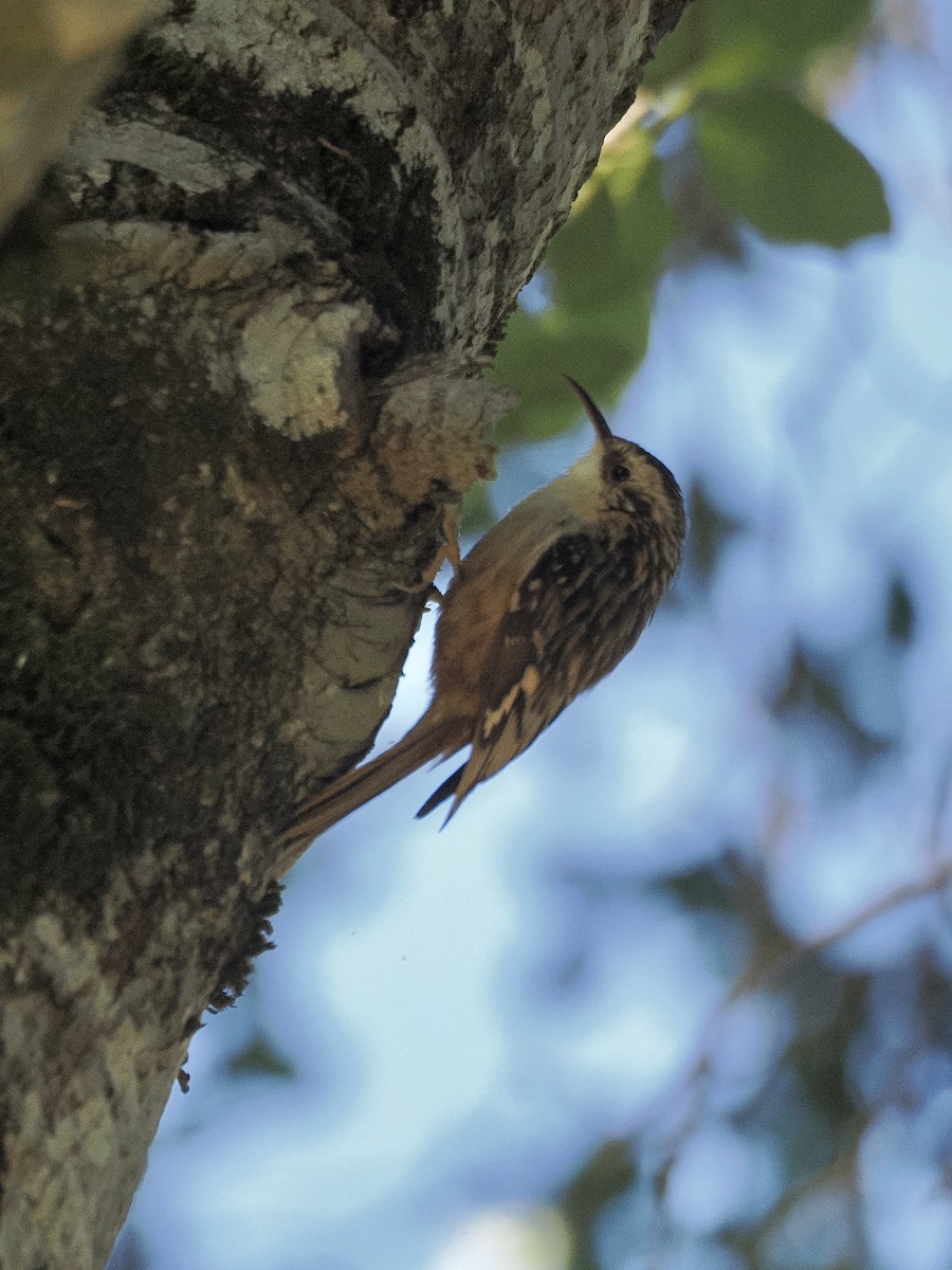 Brown Creeper - ML636326359