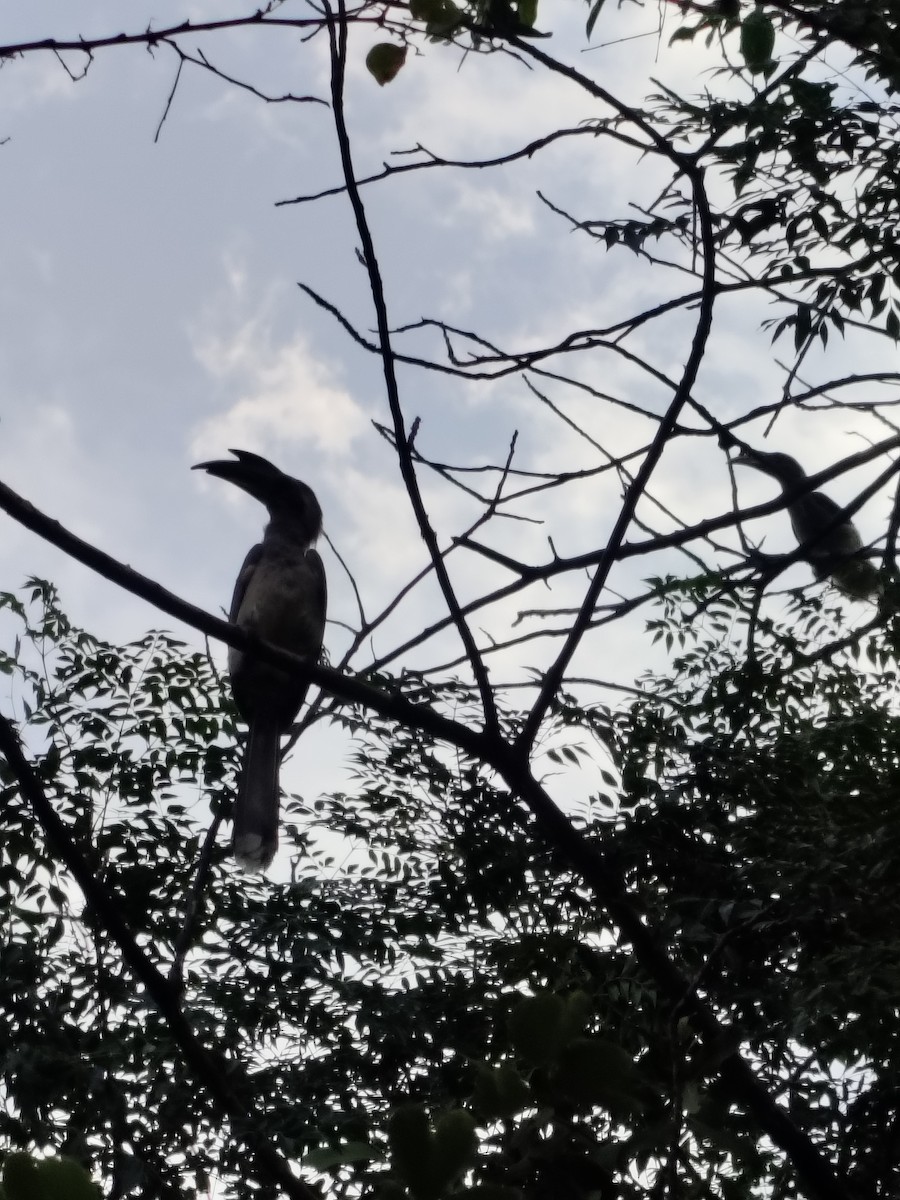 Indian Gray Hornbill - ML636326393
