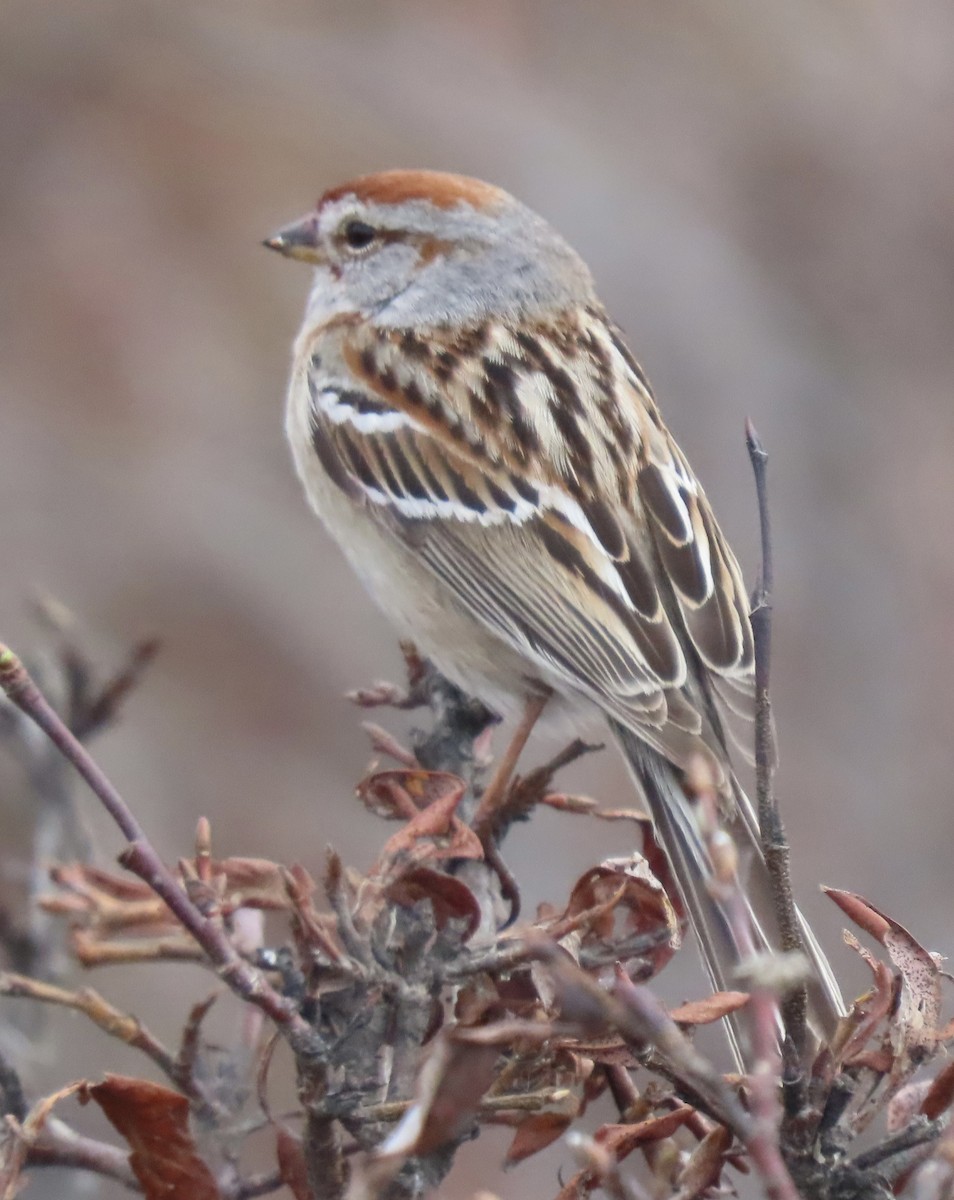 American Tree Sparrow - ML636326520
