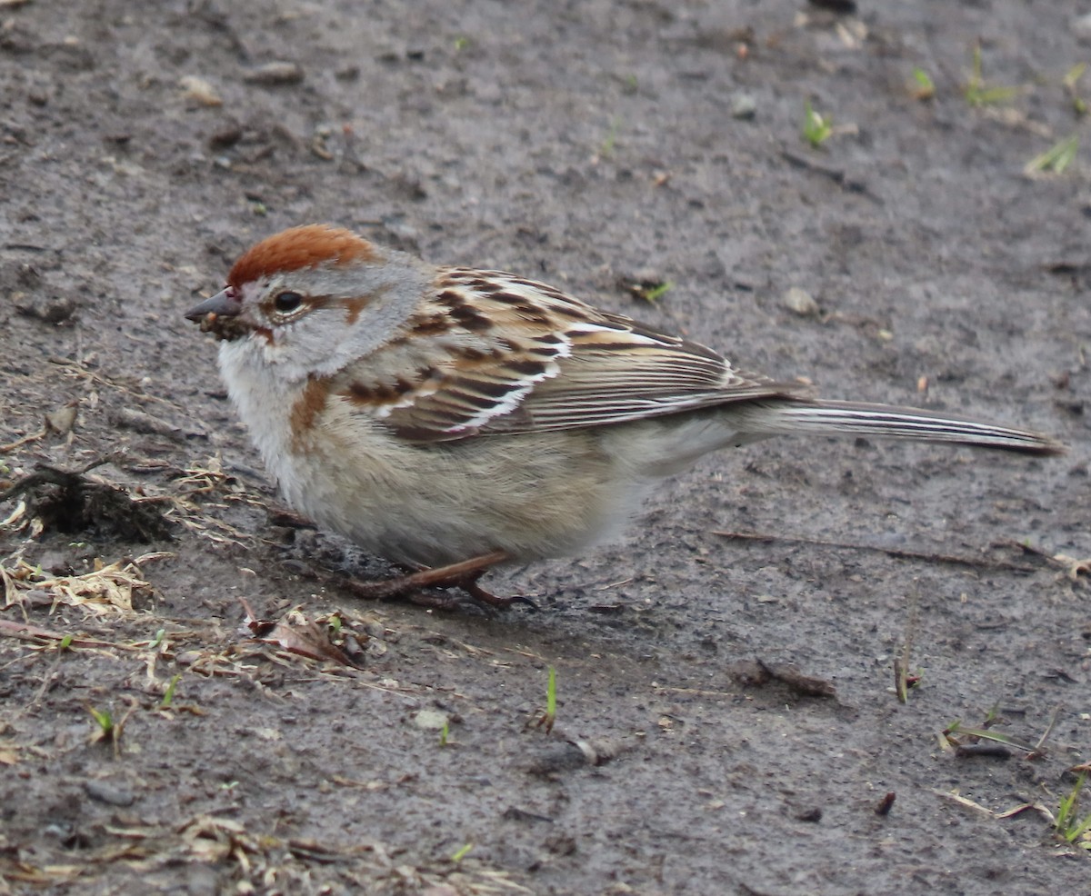 American Tree Sparrow - ML636326524