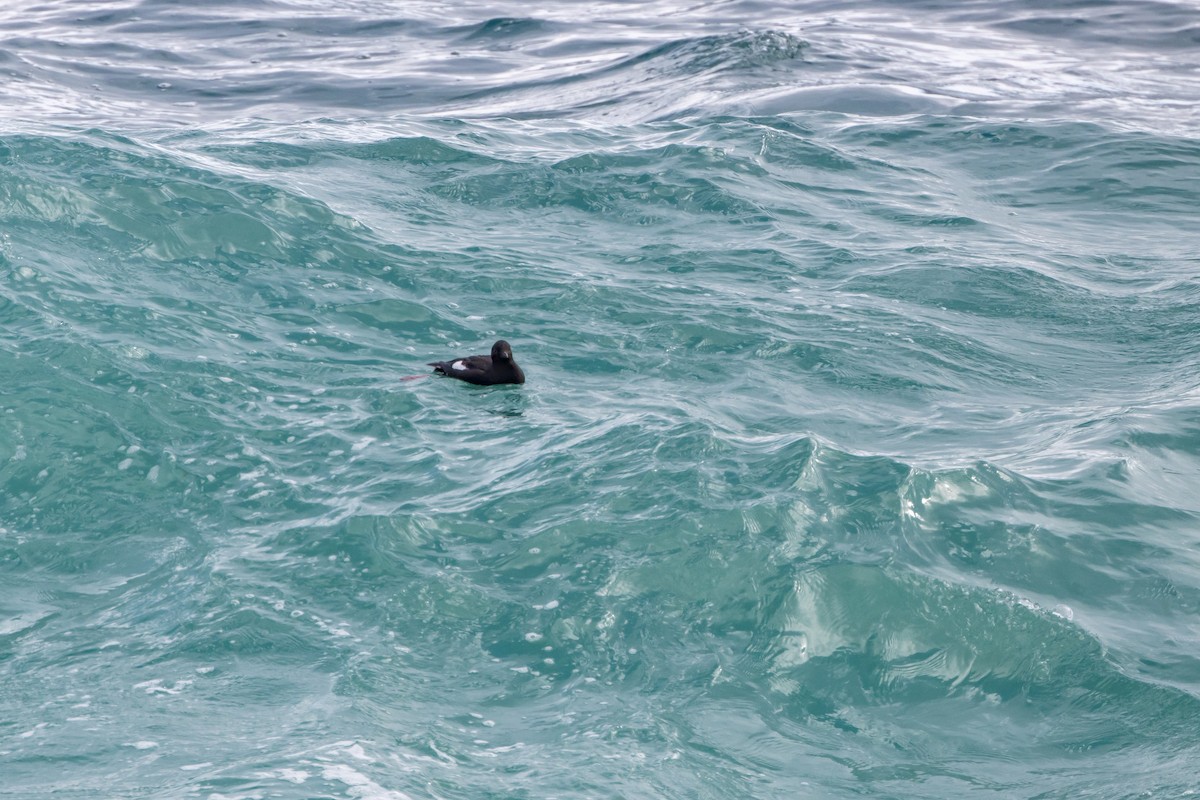Pigeon Guillemot - ML636326740