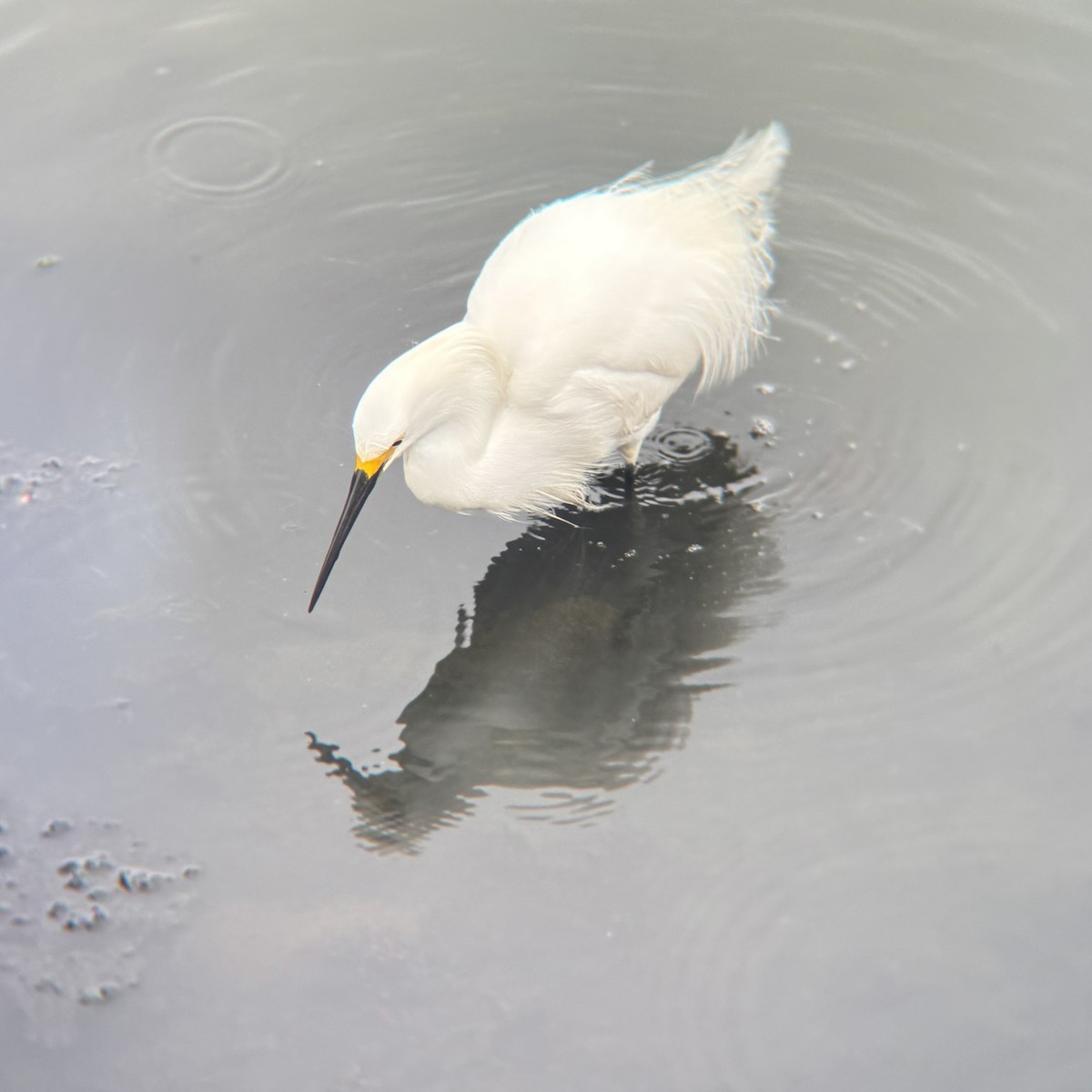 Snowy Egret - ML636326762