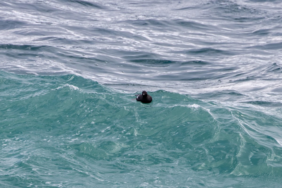 Pigeon Guillemot - ML636326763