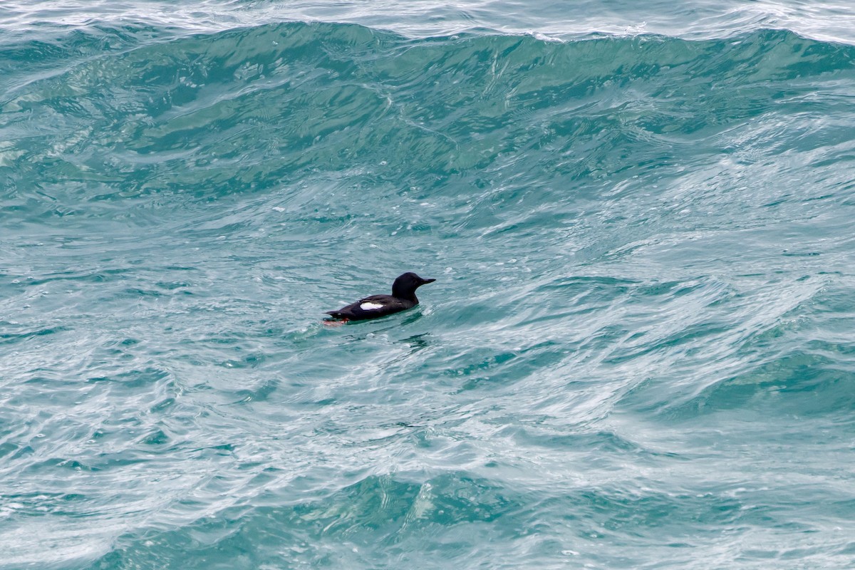 Pigeon Guillemot - ML636326774