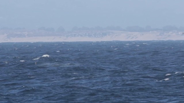 Hawaiian Petrel - ML636326879