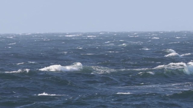 Hawaiian Petrel - ML636326880