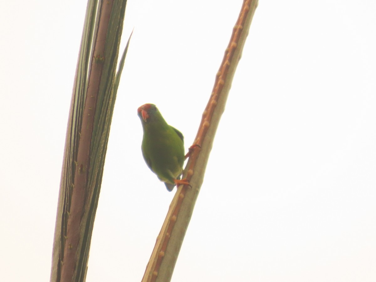 Philippine Hanging-Parrot - ML636326944