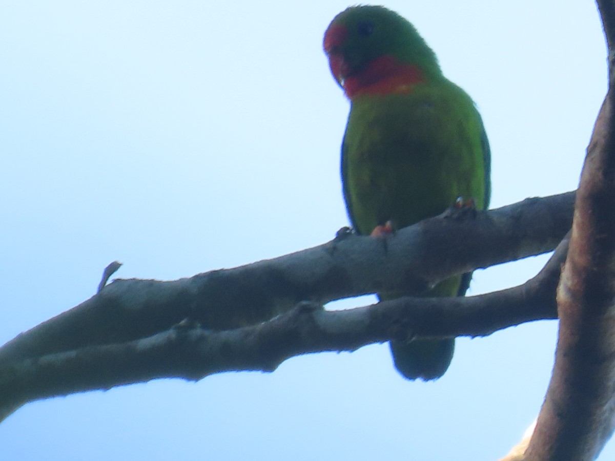 Philippine Hanging-Parrot - ML636326971