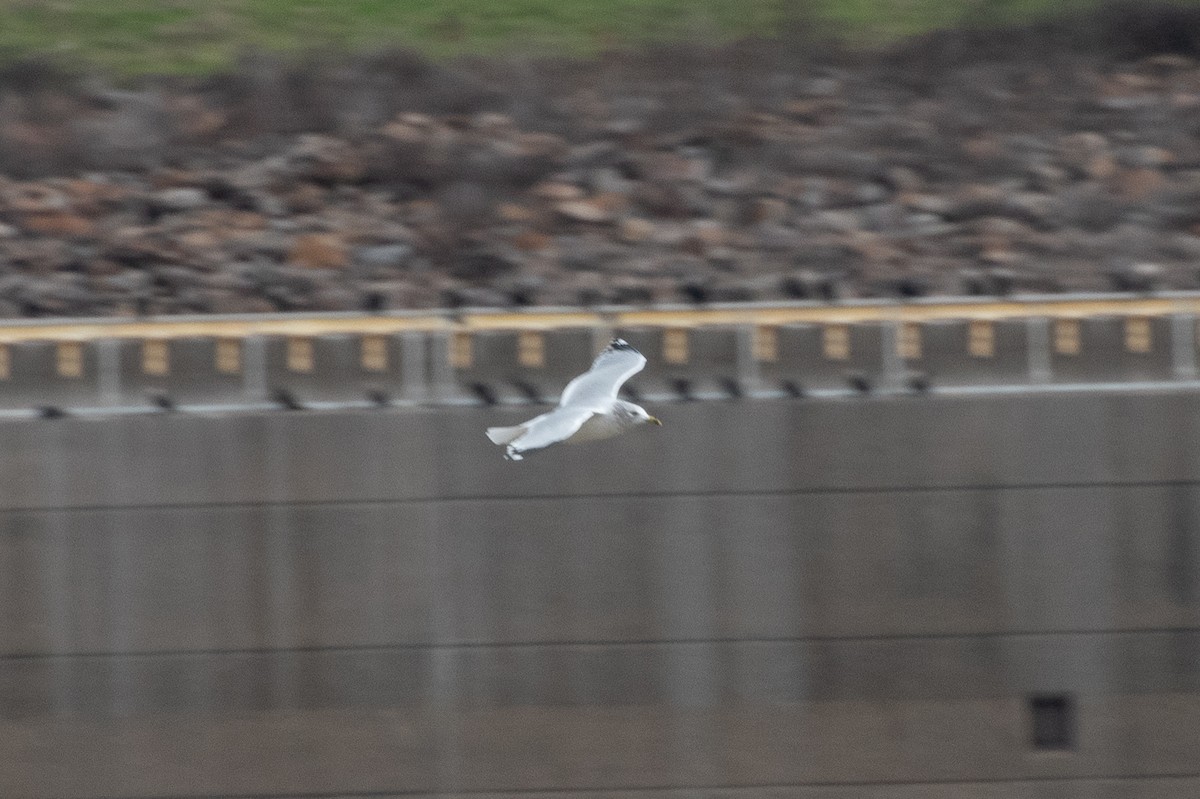Ring-billed Gull - ML636327007