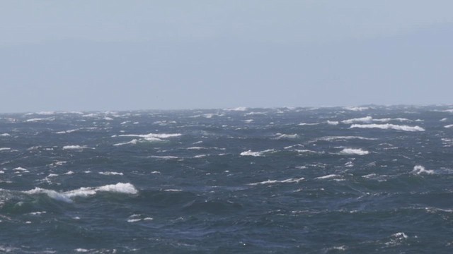 Black-footed Albatross - ML636327049