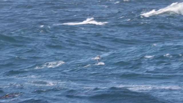 Pacific Loon - ML636327051