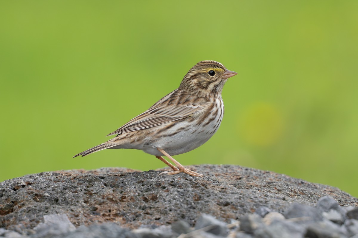 Chingolo Sabanero - ML636327073