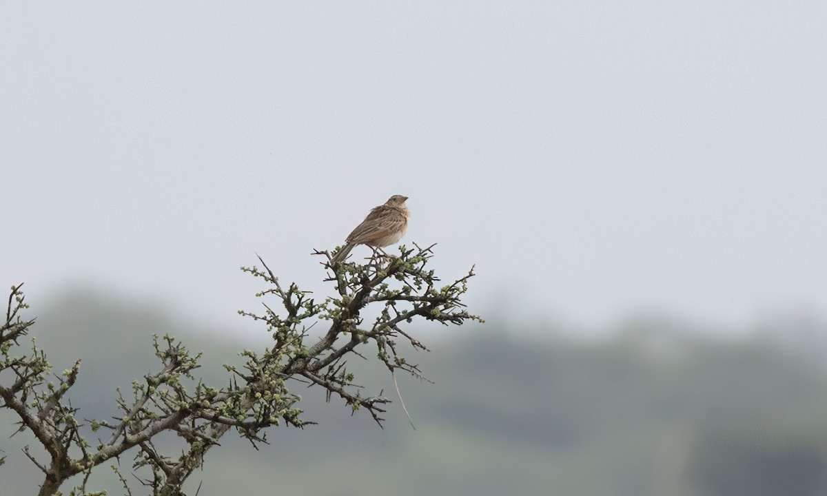 Red-winged Lark - ML636327250