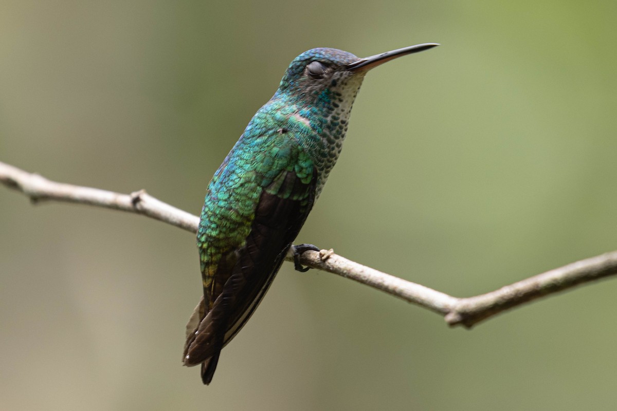 Golden-tailed Sapphire - ML636327255