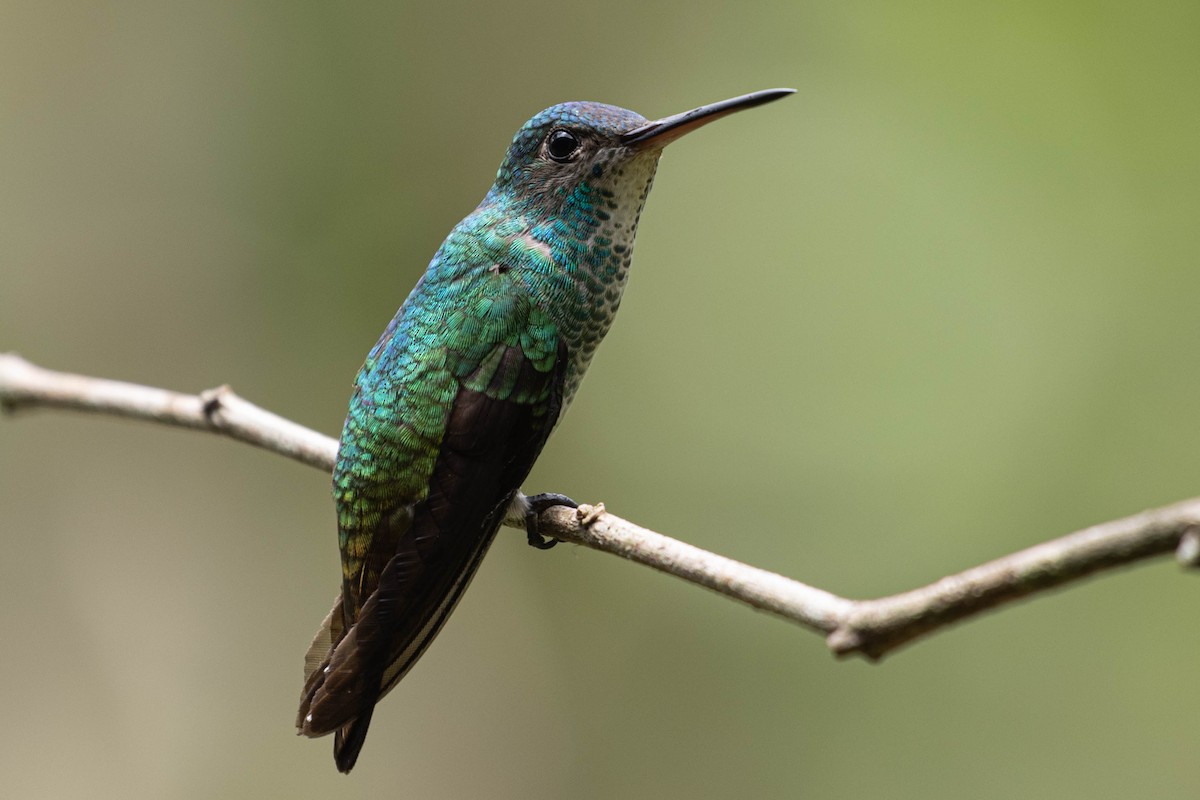 Golden-tailed Sapphire - ML636327258