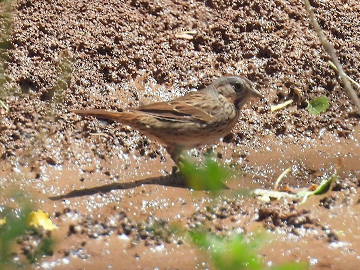 Lincoln's Sparrow - ML636327393