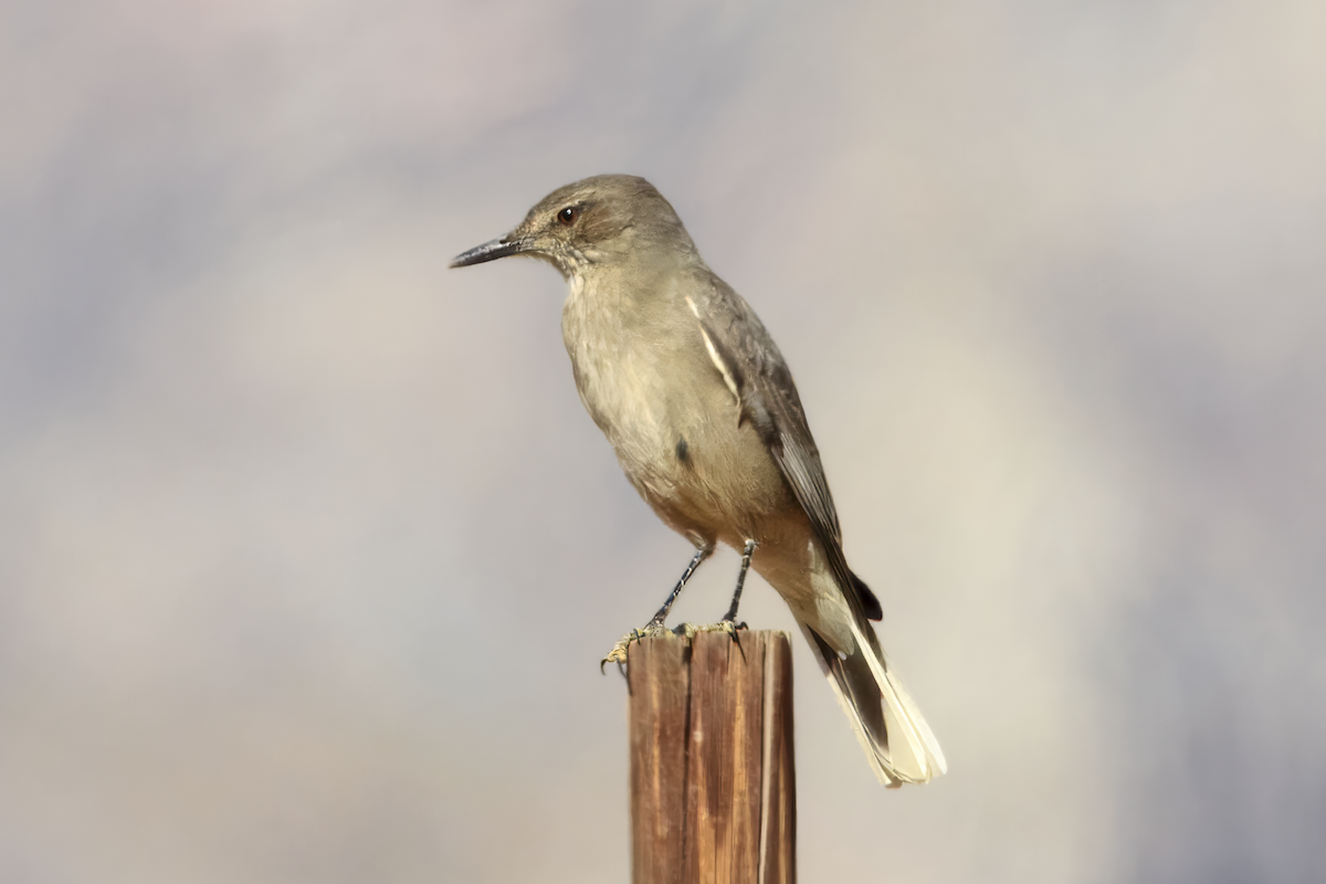 Black-billed Shrike-Tyrant - ML636327394
