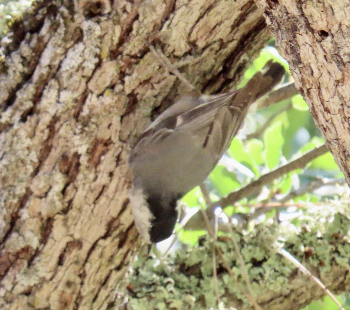 White-breasted Nuthatch - ML636327572
