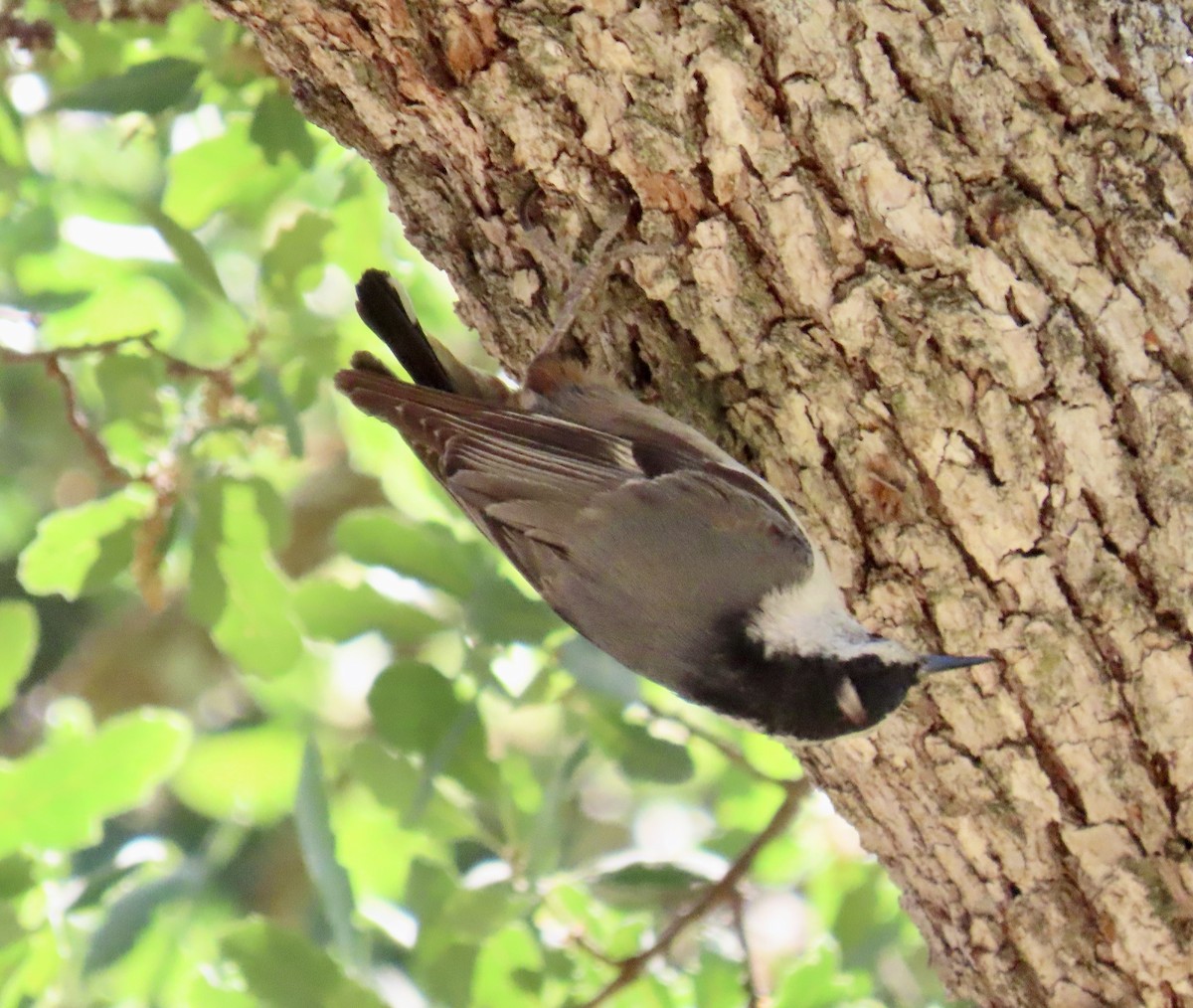 White-breasted Nuthatch - ML636327573